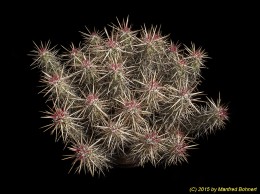 Echinocereus brandegeii 1461